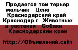 Продается той-терьер мальчик › Цена ­ 8 500 - Краснодарский край, Краснодар г. Животные и растения » Собаки   . Краснодарский край